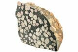 Polished Porphyry Stone Thick-Cut Slab - Western Australia #239752-1